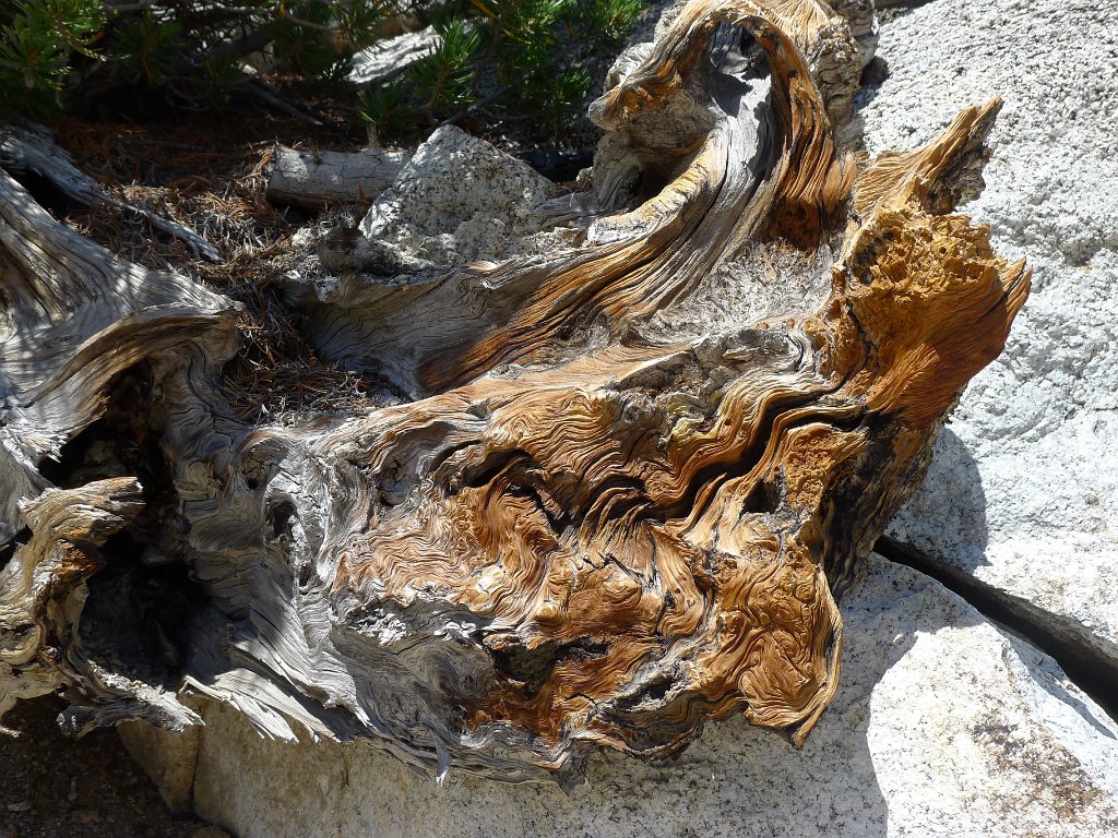 SouthernSierra 018